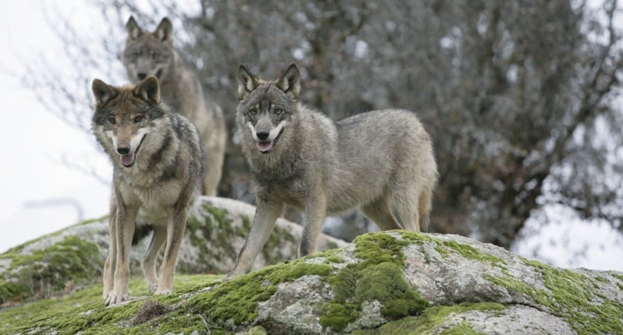 Chernobyl Has Become A Paradise For Gray Wolves