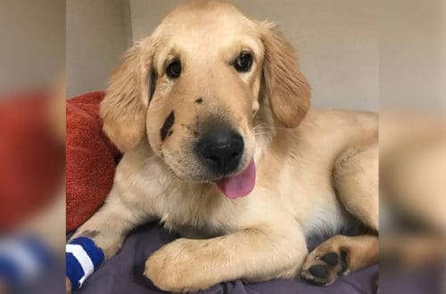 Hero Dog Saves Owner From Getting Bitten By Rattlesnake