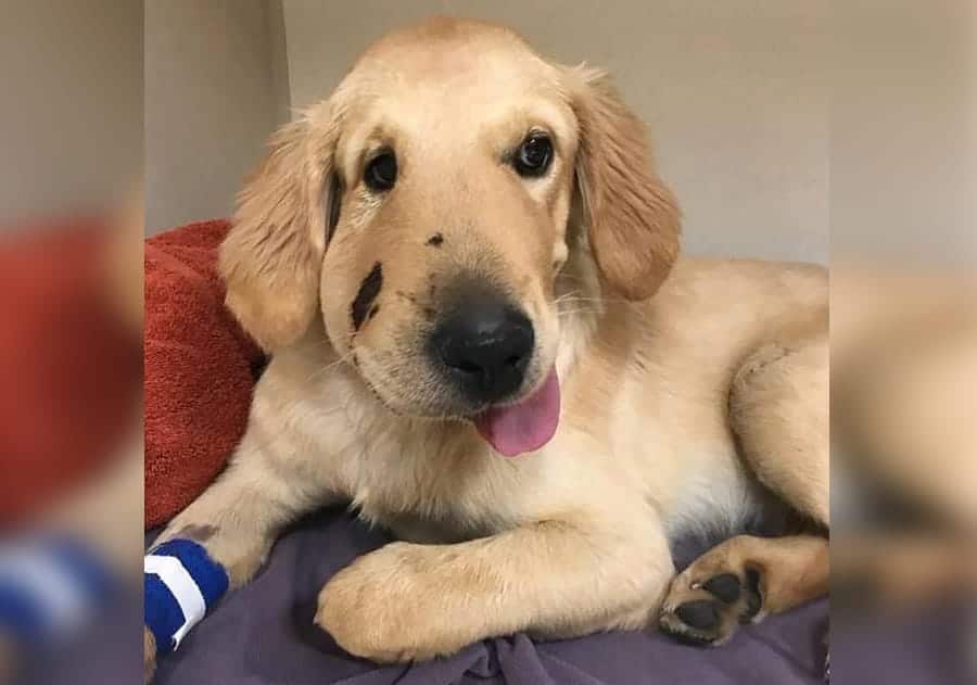Hero Dog Saves Owner From Getting Bitten By Rattlesnake