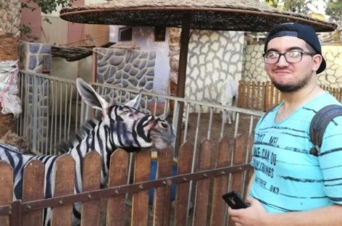 Cairo Zoo Attempts To Pass A Painted Donkey As A Zebra
