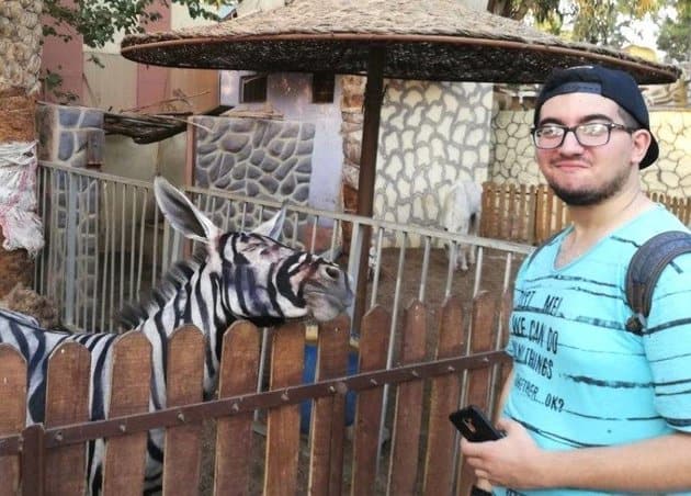 Cairo Zoo Attempts To Pass A Painted Donkey As A Zebra
