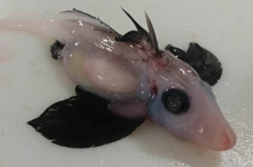 Very Rare “Baby Ghost Shark” Discovered Off New Zealand Coast