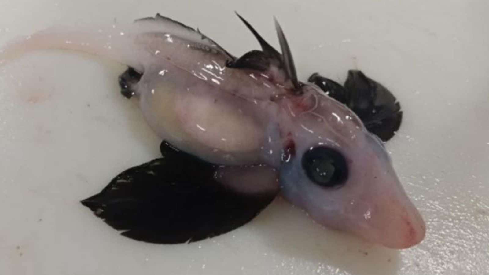 Very Rare “Baby Ghost Shark” Discovered Off New Zealand Coast