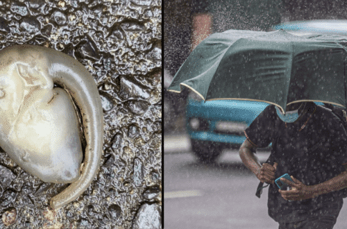 Weird ‘Alien’ Looking Creature Found On Sydney Street After Huge Rainfall