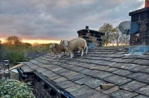 Stranded Sheep Rescued From Rooftops in England