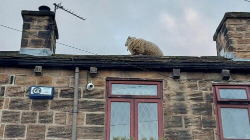 Rooftop Sheep